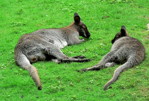 Immagine con canguri, due, prato, verde, animali, erba, riposo, code