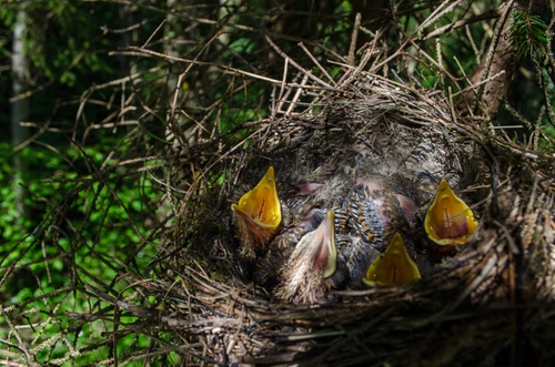 Immagine con nido, uccelli, becco, becchi, piume, verde, rami, animali, rametti, bocche, albero, uccellini