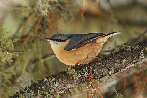 Immagine con ramo, uccello, ali, piume, becco, corteccia, pettirosso