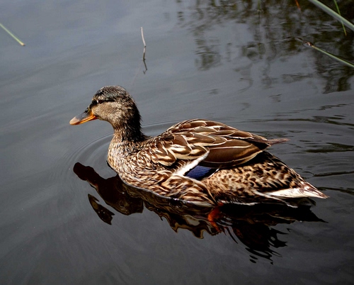 Immagine con becco, anatra, acqua, piume, uccello, riflesso, penne, papera, volatile, ali, coda, animale