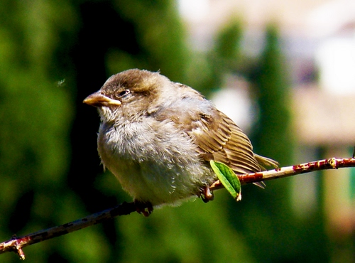 Immagine con uccello, becco, piume, ramo, foglia, verde, passero, occhio, sfocato, ali, occhi, uccellino, animale
