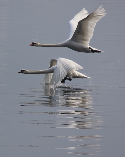 Immagine con cigni, volo, acqua, ali, uccelli, due, coppia, colli, riflesso, bianco