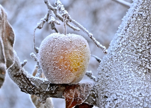 Immagine con frutto, foglie, mela, ghiaccio, albero, inverno, bianco, ramo, gelo, freddo, brina, tronco, frutta, pianta, neve, rami