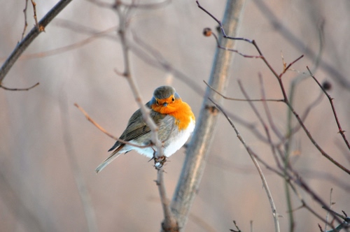 Immagine con uccello, rami, pettirosso, albero, arancione, coda, piume, ramo, rosso