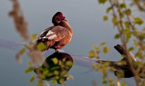 Immagine con riflesso, foglie, acqua, uccello, anatra, ramo, rami, animale, volatile, lago