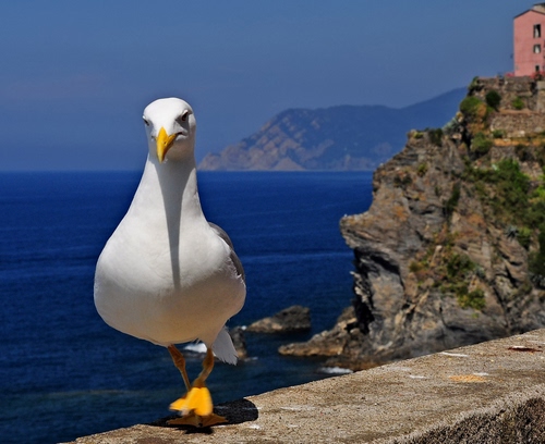 Immagine con gabbiano, mare, becco, bianco, giallo, casa, acqua, uccello, zampe, cielo, azzurro, scogliera, muretto, roccia, blu, montagna