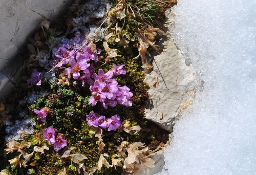 Immagine con fiori, viola, neve, foglie, muro, petali, rosa, pianta