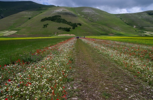 Immagine con fiori, italia, verde, colline, nuvole, rosso, castelluccio, bianco, cielo, pianura, strada, sentiero, montagne, piante, erba, fioritura, prati, prospettiva, piana, collina, campi, giallo, montagna