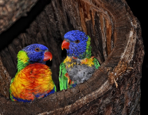 Immagine con pappagalli, tronco, uccelli, due, nido, blu, colori, piume, rosso, multicolore