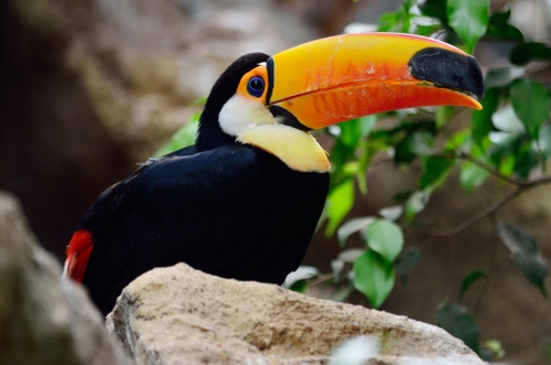 Immagine con becco, uccello, tucano, giallo, nero, arancio, sasso, colori
