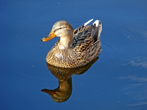 Immagine con acqua, riflesso, piume, becco, anatra, uccello, animale, papera, ali, germano, blu, azzurro