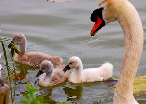 Immagine con cigno, acqua, tre, becco, cigni, pulcini, animali, uccelli, lago