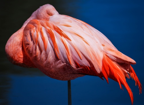 Immagine con rosa, piume, fenicottero, uccello, zampa, penne, ali, trampoliere, uccelli, coda, blu, animali, animale, sonno