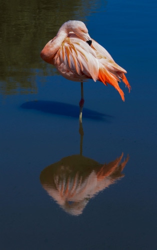 Immagine con rosa, riflesso, fenicottero, acqua, uccello, zampa, becco, piume, animale, zampe, verde, stagno, ombra