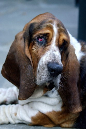 Immagine con cane, orecchie, occhi, muso, naso, animale, marrone, bianco, rosso, bicolore, zampe, pelo, triste, animali