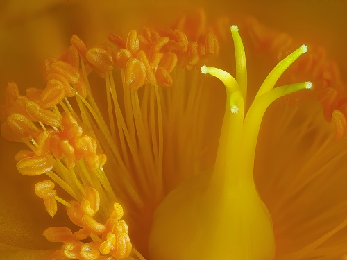 Immagine con giallo, fiore, stami, pistilli, macro, pistillo, arancio, arancione, corolla, filamenti, fiori, sfocato, macrofotografia