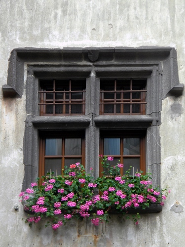 Immagine con fiori, finestra, gerani, rosa, verde, grata, grate, vetri, vasi, vetro, foglie, muro, finestre, casa, piante, davanzale, inferriate