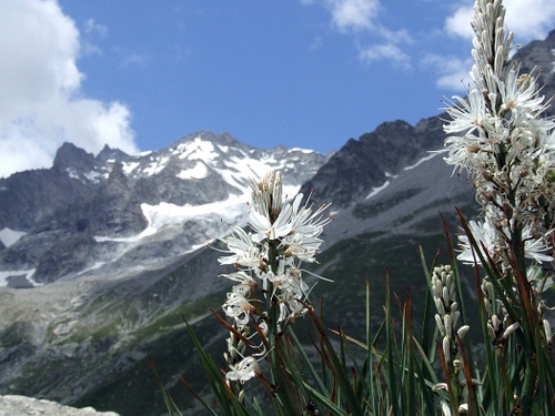 Immagine con fiori, neve, nuvole, cielo, montagne, bianco, montagna, verde, piante, roccia, vette, bianchi