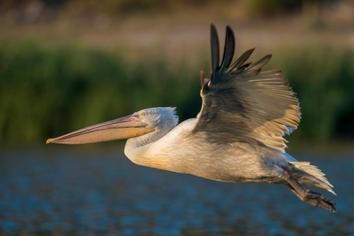 Immagine con becco, ali, volo, uccello, volatile, pellicano, zampe, piume