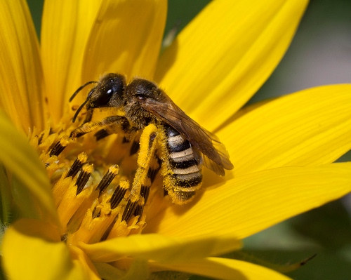 Immagine con ape, fiore, giallo, petali, polline, ali, insetto