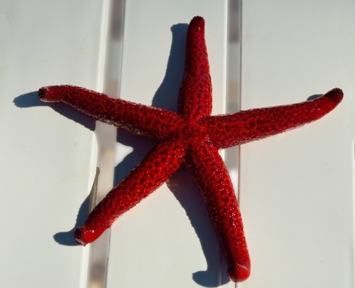 Immagine con stella, marina, rosso, bianco, punte, rossa, cinque