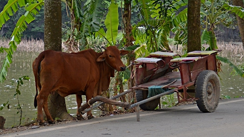Immagine con alberi, carretto, verde, ruote, carro, foglie, strada, mucca, acqua, bue, ruota, marrone, giogo, sedili, animale, bovino, asfalto, corna, legno
