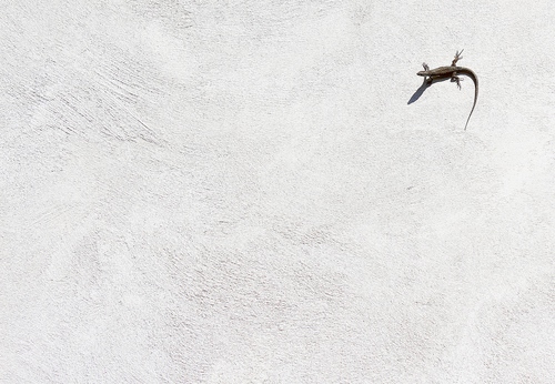 Immagine con lucertola, muro, ombra, bianco, coda, minimalismo, animale, rettile