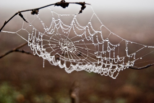 Immagine con ragnatela, gocce, ramo, rugiada, acqua, ragno, inverno, bianco