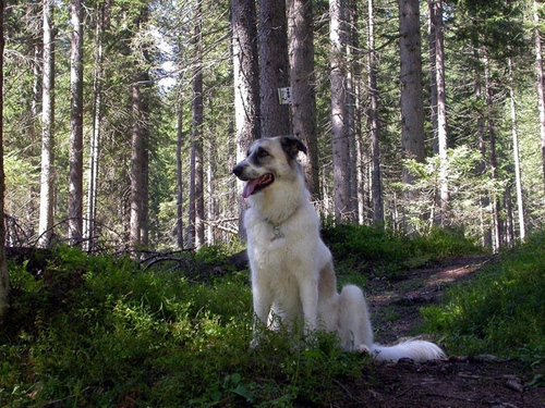 Immagine con cane, alberi, bosco, bianco, verde, animale, sentiero, lingua, erba, coda, tronchi, zampe, foresta