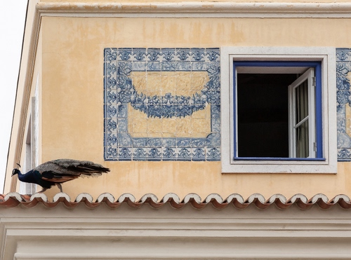 Immagine con finestra, pavone, uccello, tetto, tegole, cornicione, piastrelle, decorazioni, animale
