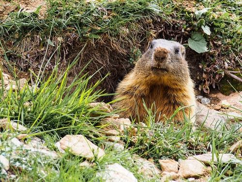 Immagine con marmotta, animale, erba, sassi, verde, tana, muso, pelo, naso, natura, animali