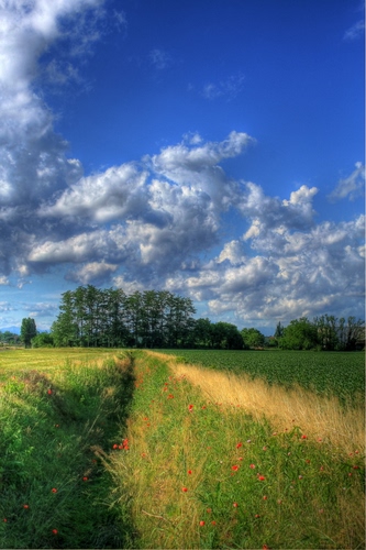 Immagine con nuvole, alberi, verde, cielo, papaveri, fiori, erba, campo, prato, paesaggio, natura, campagna, fosso, azzurro, rosso, piante