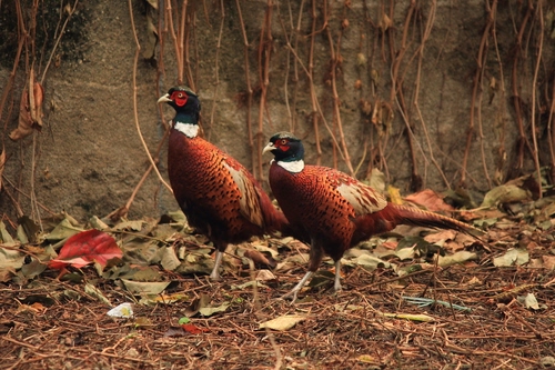 Immagine con foglie, uccelli, fagiani, due, marrone, piume, becchi, autunno, animali