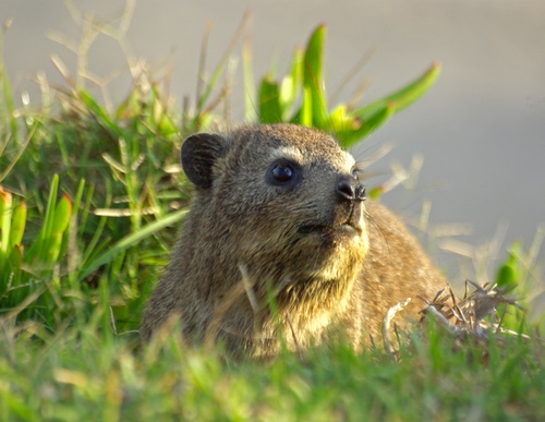 Immagine con erba, verde, animale, pelo, occhi, muso, marmotta, naso, prato, musetto, mammifero
