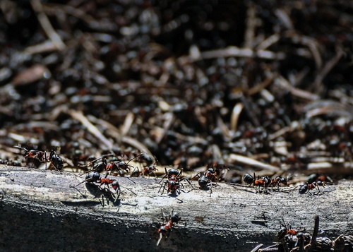Immagine con formiche, insetti, macro, legno, ramo, tronco, operaie, zampe, rosse, nero, rosso, animali, formicaio