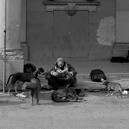 Immagine con cani, giornale, bianconero, leggere, uomo, lettura, zaino, portico, animali, persona