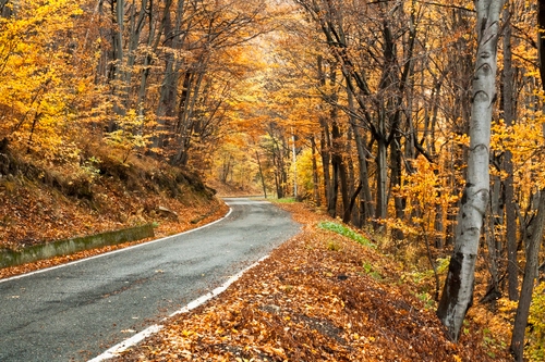 Immagine con strada, autunno, alberi, foglie, giallo, bosco