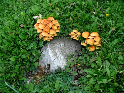 Immagine con funghi, verde, erba, tronco, prato, foglie, bosco