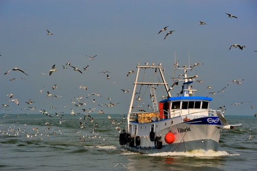 Immagine con gabbiani, peschereccio, mare, pesca, barca, uccelli, vittoria, cielo, stormo
