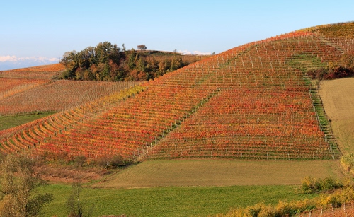 Immagine con alberi, filari, collina, autunno, vigneto, verde, colline, campagna, vigneti, paesaggio, rosso, viti