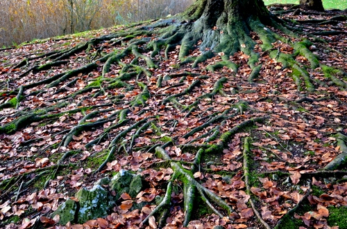 Immagine con radici, foglie, albero, autunno, verde, bosco, secche, tronco, muschio