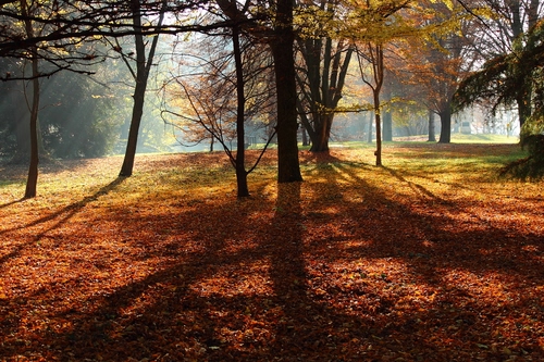 Immagine con alberi, autunno, foglie, parco, ombre, luce, tronchi, raggi, bosco