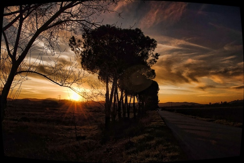 Immagine con alberi, tramonto, sole, nuvole, cielo, strada, silhouette, raggi, controluce, rami