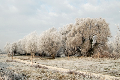 Immagine con alberi, neve, inverno, bianco, brina, prato, cielo, ghiaccio, pianura