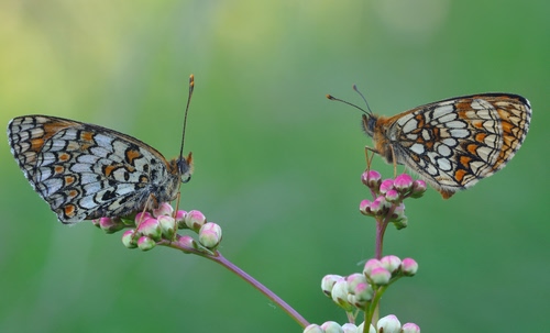 Immagine con farfalle, due, fiori, ali, antenne, verde, macro