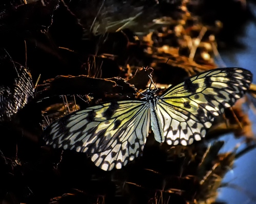 Immagine con farfalla, ali, insetto, bianco, nero, macro, marrone, giallo, antenne