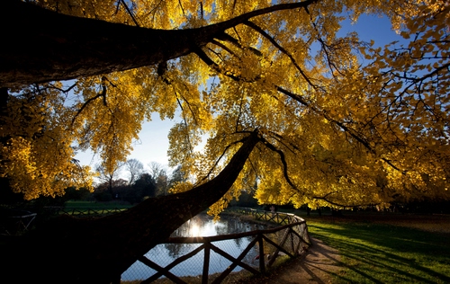 Immagine con foglie, giallo, albero, autunno, alberi, laghetto, staccionata, lago, rami, acqua, parco, ombra, verde, natura