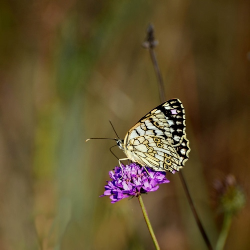 Immagine con farfalla, fiore, viola, ali, sfocato, insetto, stelo, macro, animale