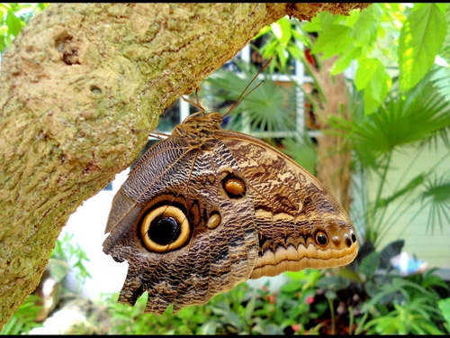 Immagine con farfalla, verde, tronco, insetto, ali, albero, marrone, piante