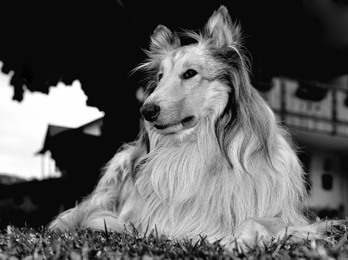 Immagine con cane, pelo, bianconero, collie, muso, prato, nero, lungo, lassie, ritratto, animale, bianco